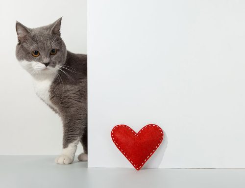 In-Home Cat Sitter vs. Professional Cattery