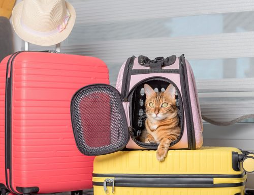 Worry-Free Wanderlust: Don’t Forget your Cat When Making Your Vacation Plans