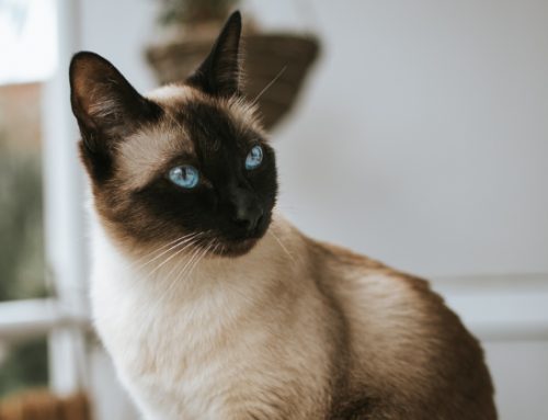 Choosing a Caregiver for Your Treasured Feline Companion